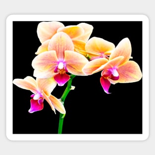 Orchid Sticker